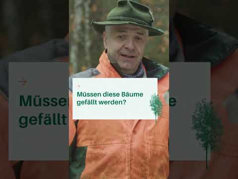 Eschentriebsterben: Gefahr durch abgestorbene Äste! Schutzmaßnahmen für Waldbesucher 🌲 | Waldwissen