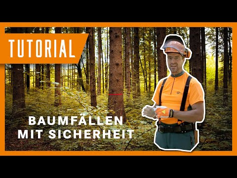 Fällung eines Baumes mit der Sicherheitsfälltechnik | Tutorial der Bayerischen Staatsforsten