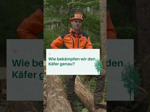 Borkenkäfer im Wald: So erkennst du den Befall und handelst richtig! 🌲| Waldwissen vom Forstmeister