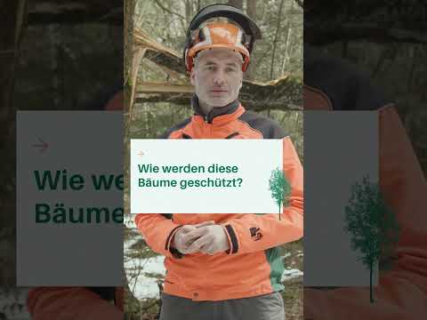 Wie schützen wir wichtige Biotopbäume? 🌲🌳 WALDWISSEN von Forstwirtschaftsmeistern