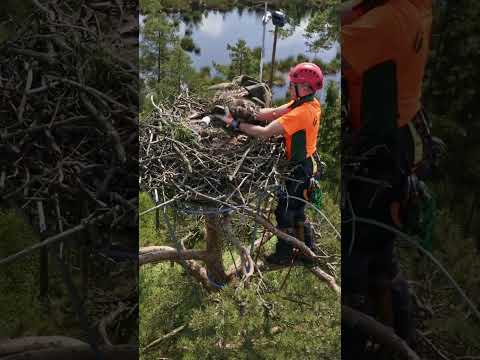 Tag des Waldes ist bei uns jeden Tag! #Wald #Forstwirtschaft