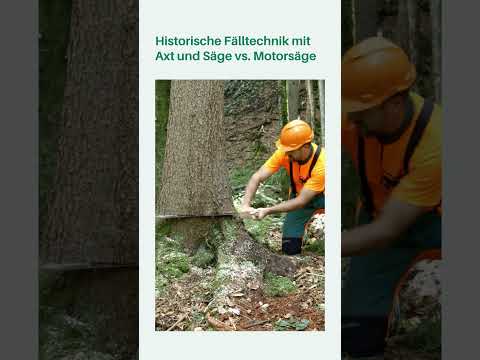 Baum fällen im Wandel der Zeit | Früher und heute | Nicht nachmachen!