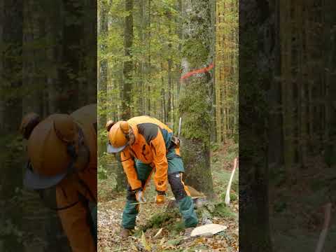 6 Methoden, um die Fällrichtung zu überprüfen 🌲📏