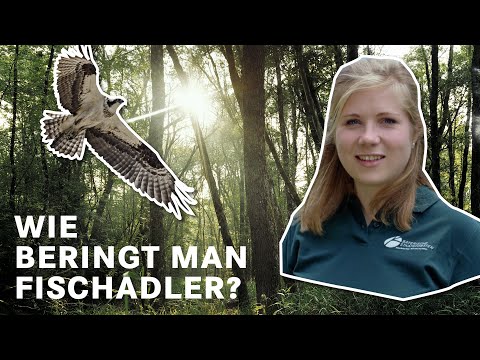 Wie beringt man eigentlich einen Fischadler? | BaySF Web-Reportage
