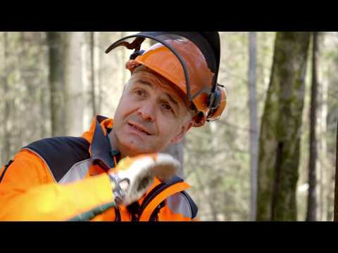 Fallkerbvergrößerung mit der Motorsäge - Tutorial der Bayerischen Staatsforsten