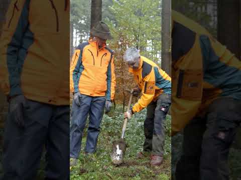 Lochpflanzung mit dem Hohlspaten: Einfach erklärt 🌱