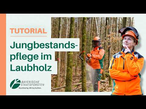 Diese zwei Schnitttechniken musst du kennen! 🌳🪚 Laubholz freistellen mit Motorsäge | Waldpflege