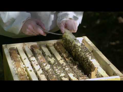 Bienen(stöcke) im Wald: Imkern in den Bayerischen Staatsforsten I #waldhonig #imkerei #imker