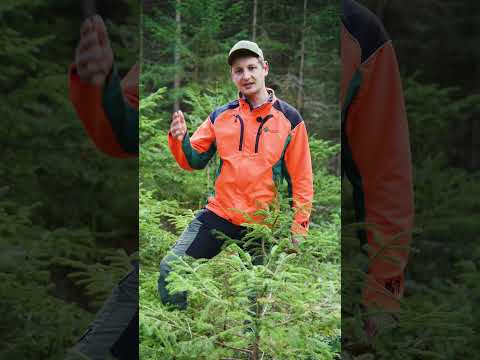 Trockenheit & Borkenkäfer – was wird aus der Fichte? Förster klärt auf!  #baysf #forstwirtschaft