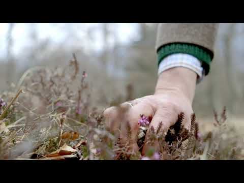 Mittenwalder Buchenwald: Seltener Hutewald & mit der UN-Dekade Biologische Vielfalt ausgezeichnet!