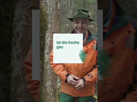 Reagieren bei Triebsterben | Esche | Hoffnung für die Esche | Waldwissen