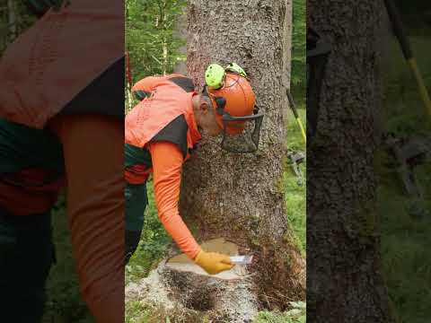 Baum zu dick? So klappt der Fallkerb! 🔥#forstwirtschaft #motorsäge #kettensäge #tipps