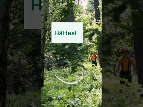 POV: Du musst deine Kollegen SOFORT spotten 👀🌲