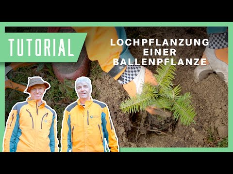 Lochpflanzung einer Ballenpflanze: Wolfi erklärt die richtige Technik | Tutorial & Anleitung