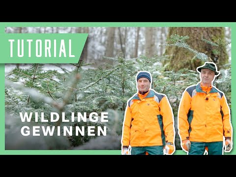 Wildlinge gewinnen und pflanzen: Tobi & Wolfi erklären die Technik | Forstwirtschaft Tutorial