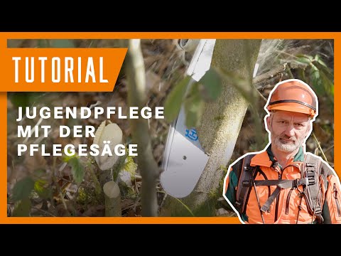 Günter erklärt: Jugendpflege mit der Pflegesäge I Tutorial der Bayerischen Staatsforsten