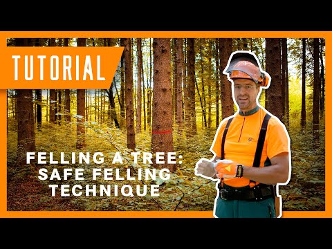 Felling a tree with the safe felling technique I Tutorial by Bayerische Staatsforsten