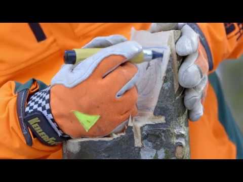 Aufgestellter Stechschnitt mit der Motorsäge - Tutorial der Bayerischen Staatsforsten