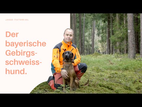 Der Bayerische Gebirgsschweißhund | Jagd-Tutorial der Bayerischen Staatsforsten: