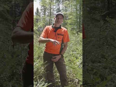 Bäume pflanzen oder Naturverjüngung? Was ist nachhaltiger für den Wald? 🌲 | Waldwissen