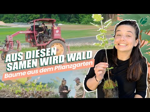 Neue Bäume für den Wald? Vom Samen bis zum Zukunftswald! I 💚🌳Waldreportage mit Nadine Hadad