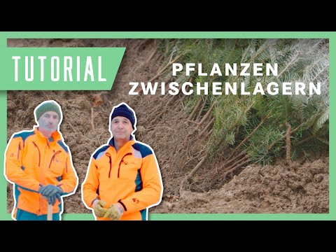 Pflanzen richtig zwischenlagern: Tipps von Tobi & Wolfgang | Tutorial & Anleitung