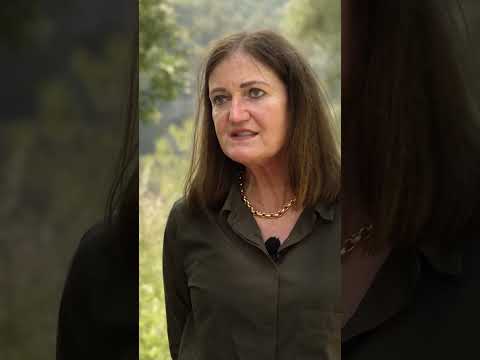 Spektakulärer Helikoptereinsatz im Wald: Holzernte in Steillage 🌲