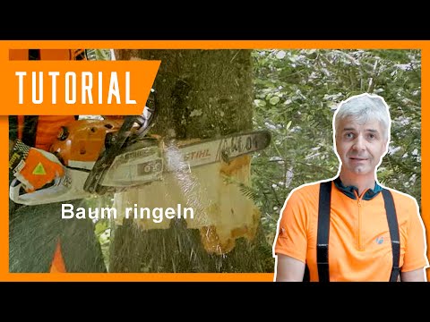 Ringeln: So funktioniert das langsame Absterben von Bäumen 🌲 #Forstwirtschaft #BaySF #Tutorial