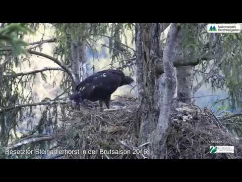 Steinadler-Horst - sensationelle Aufnahmen