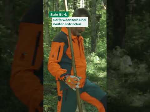 Borkenkäfer stoppen – mit dem Schäleisen! 🌲🪓