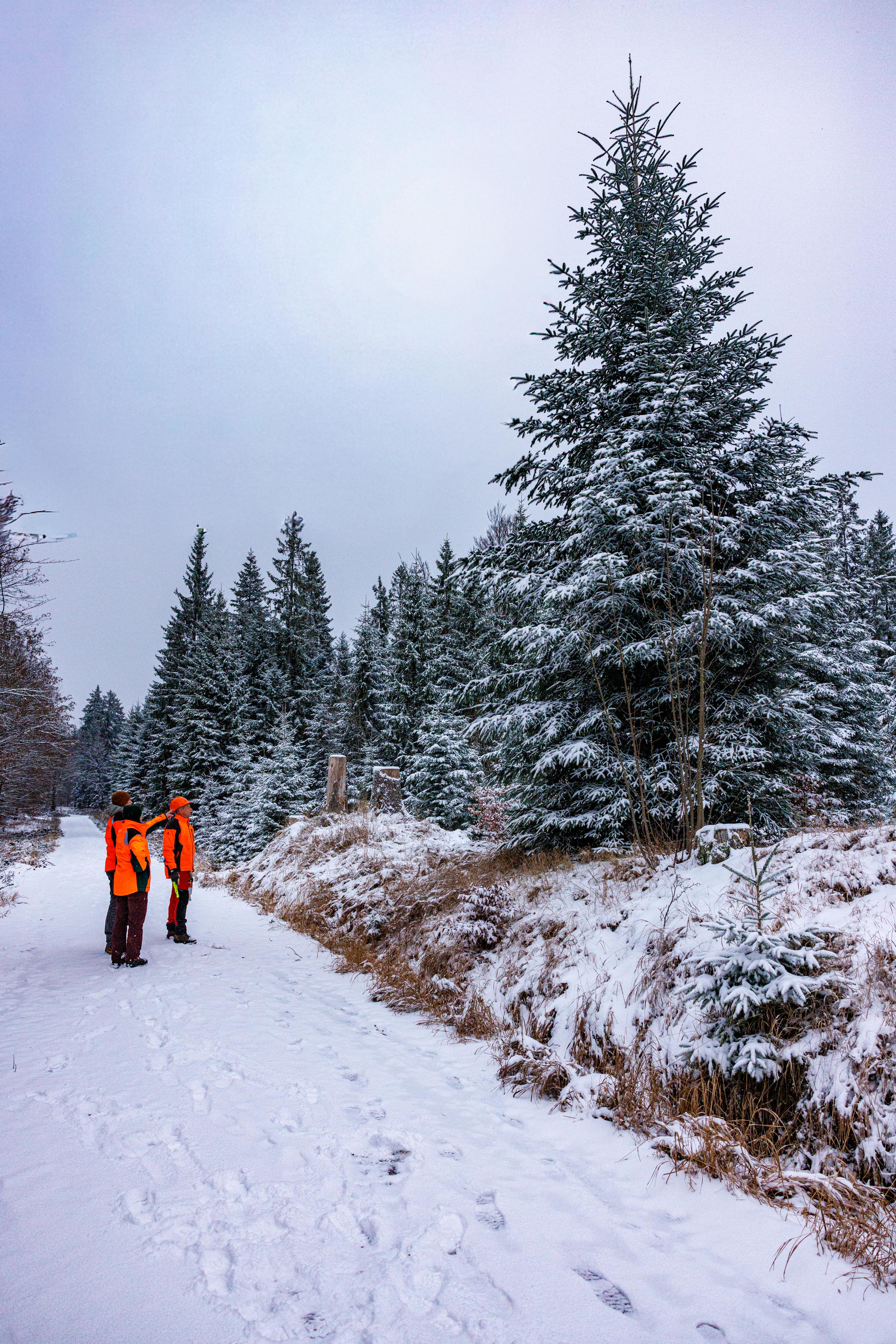 Forstwirte und Forstwirtin suchen Baum im Wald