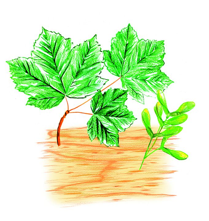 Zeichnung von grünen Ahornblättern und Ahorn-Holz