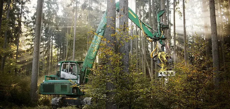 Große grüne Forstmaschine bei der Holzernte in einem dichten, sonnenbeschienenen Wald.