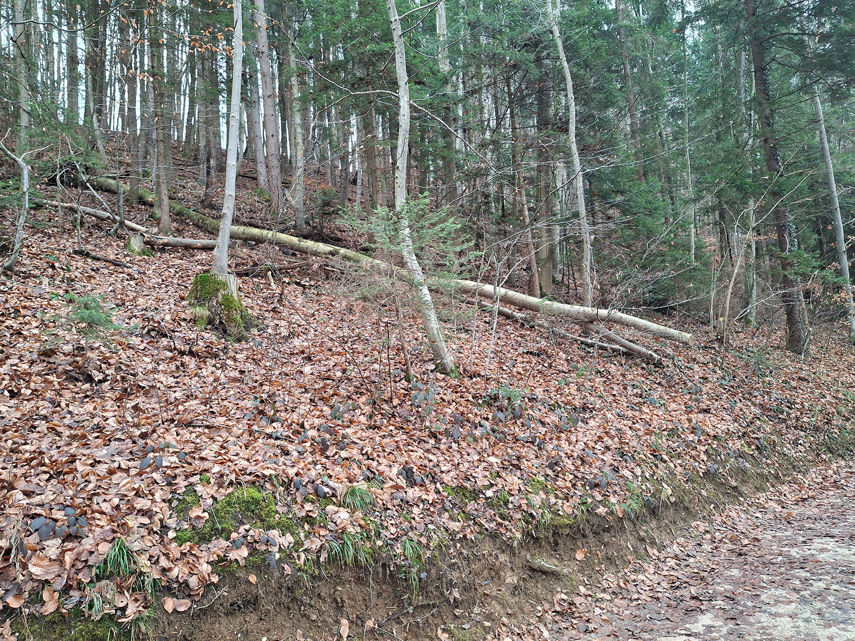 Liegende Esche im Wald neben einem Wanderweg