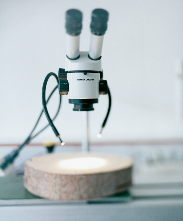 Baumscheibe und ein Mikroskop