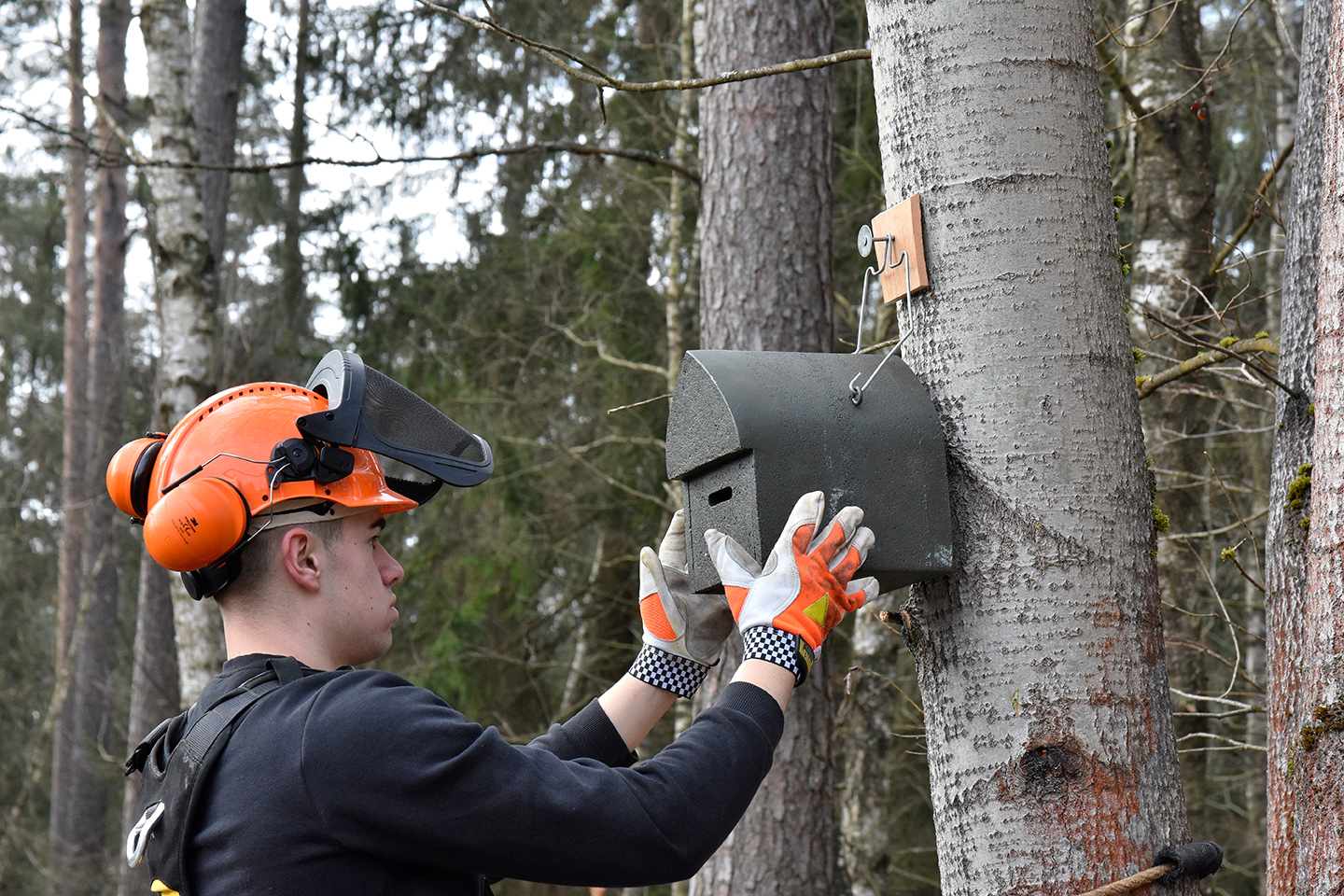 Forstwirt hängt Fledermauskasten an einen Baum