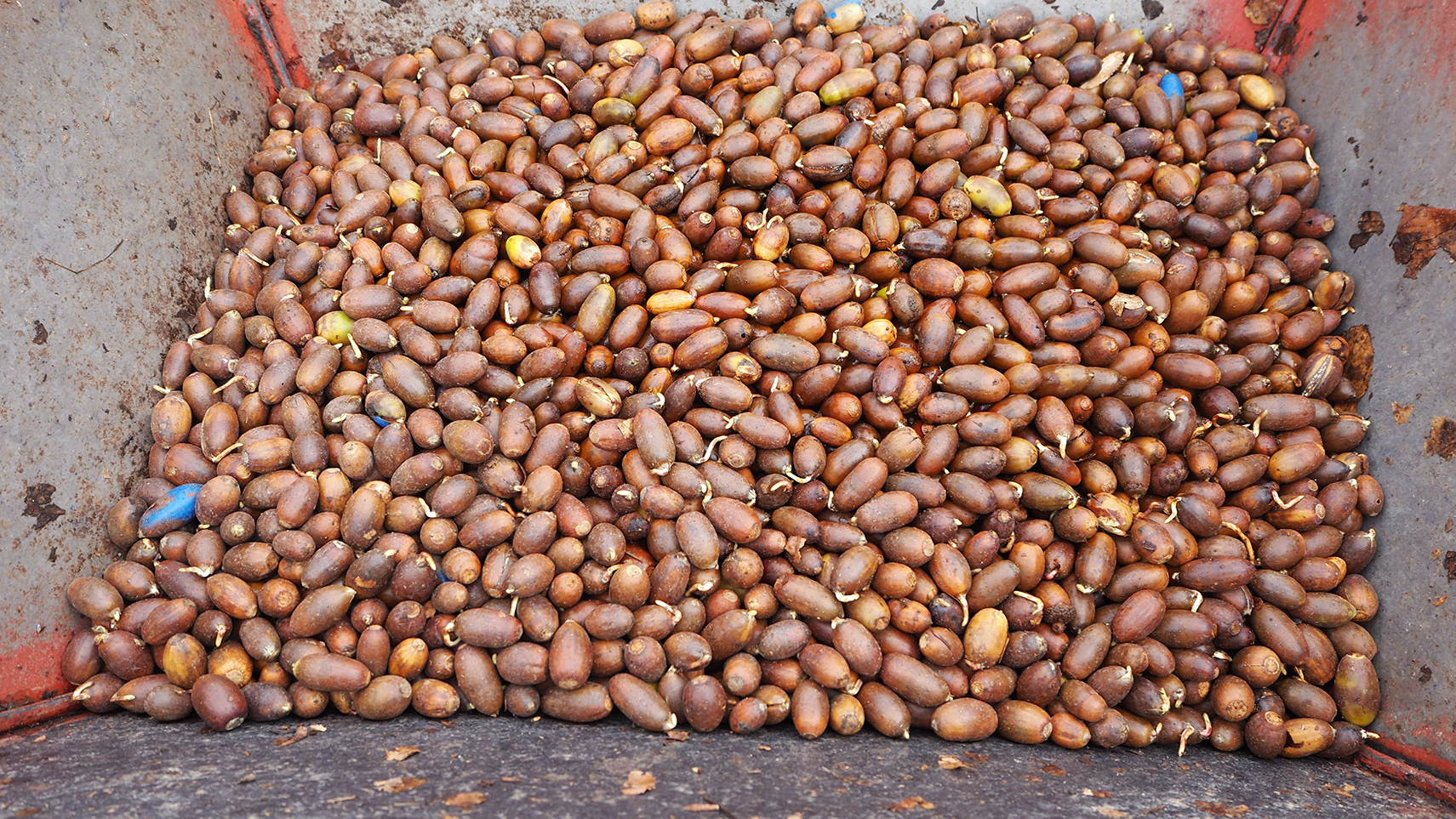 Eicheln im Trichter des Traktors