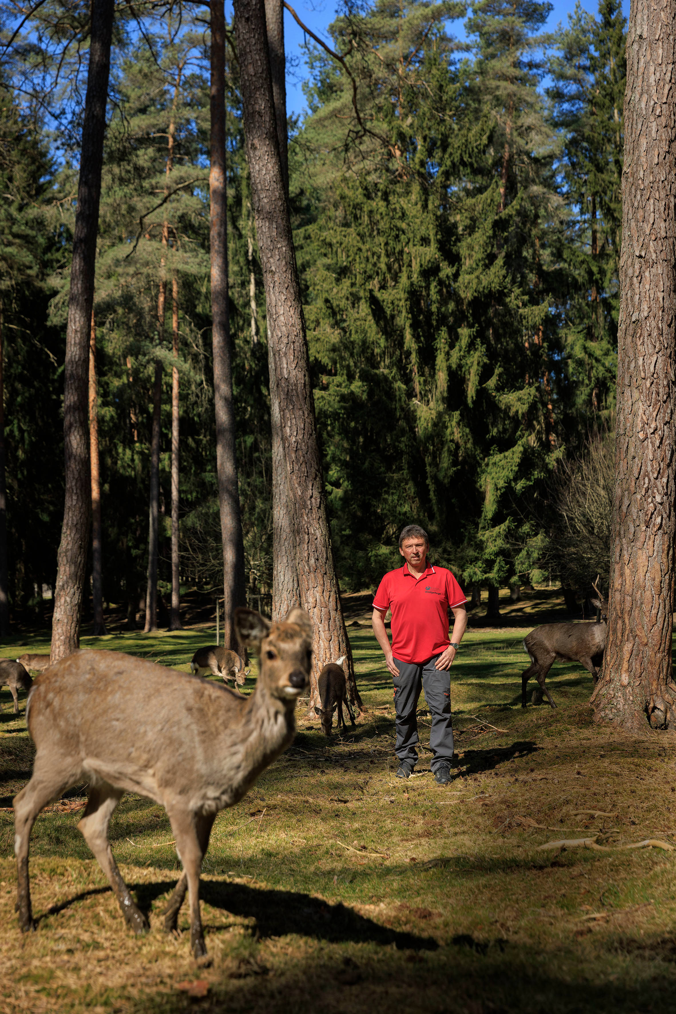 Förster in Wildgehege mit Wildtieren
