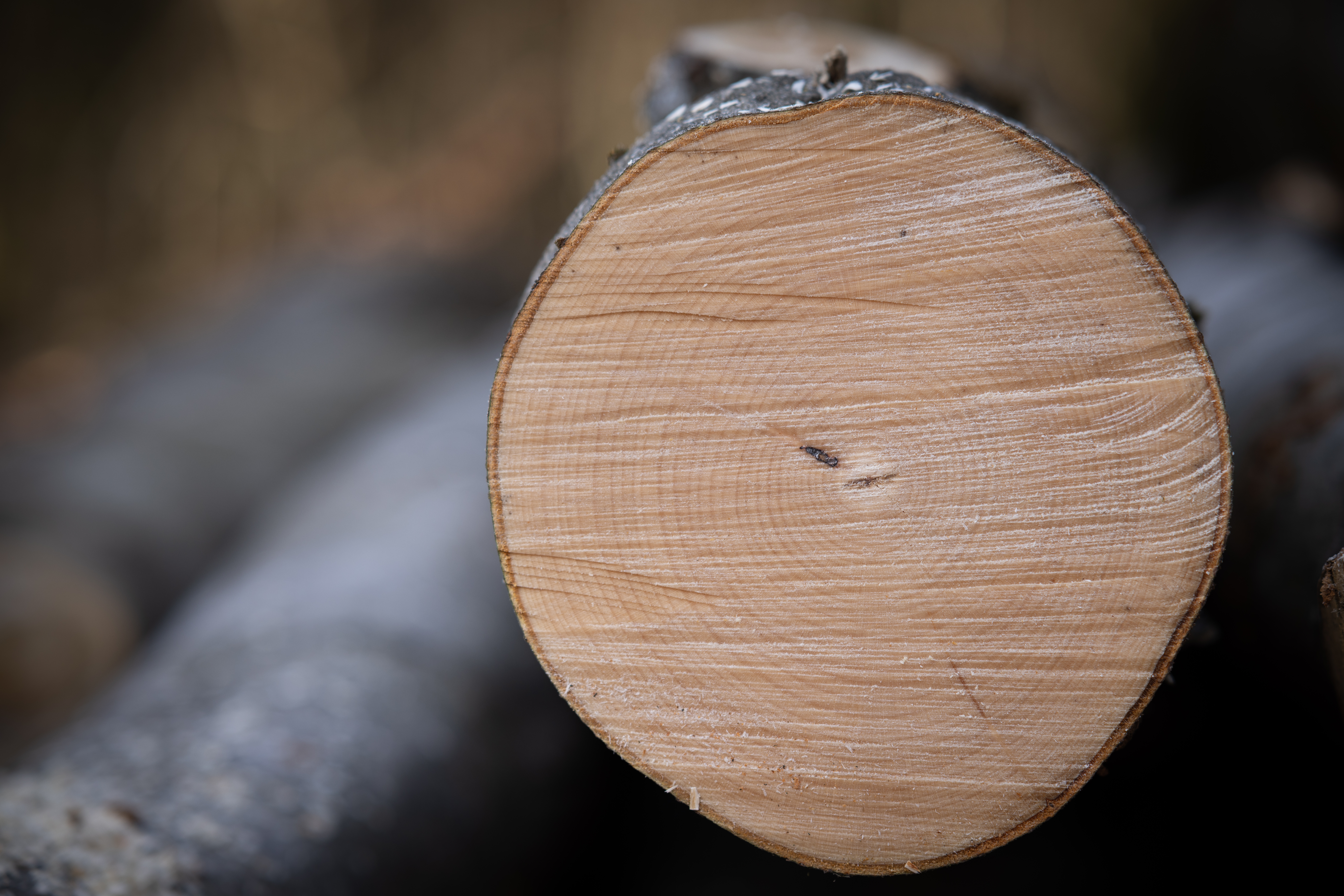 Laubstammholz ist ein erstklassiger, edler Rohstoff.