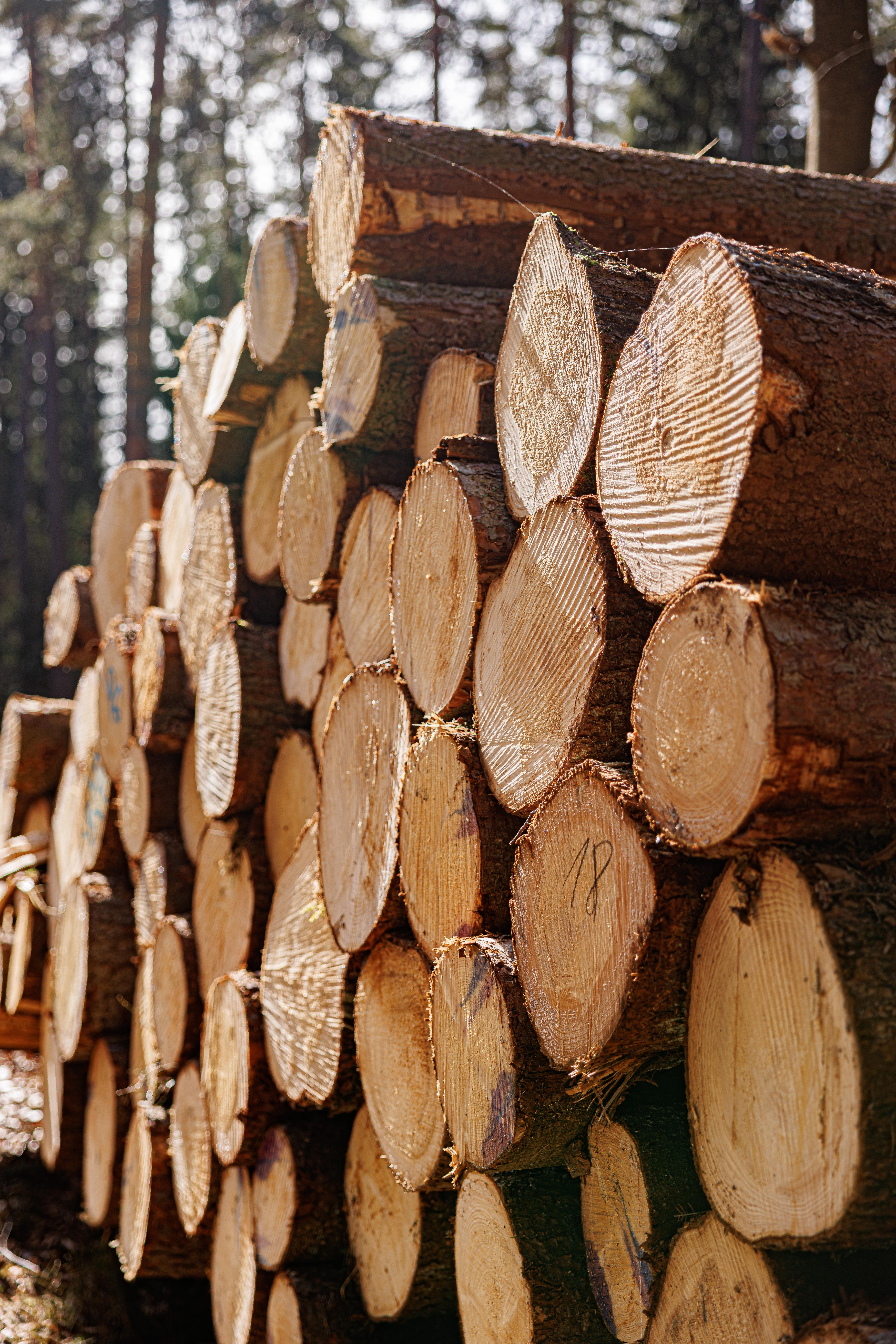 Nadelstammholz bei den Bayerischen Staatsforsten