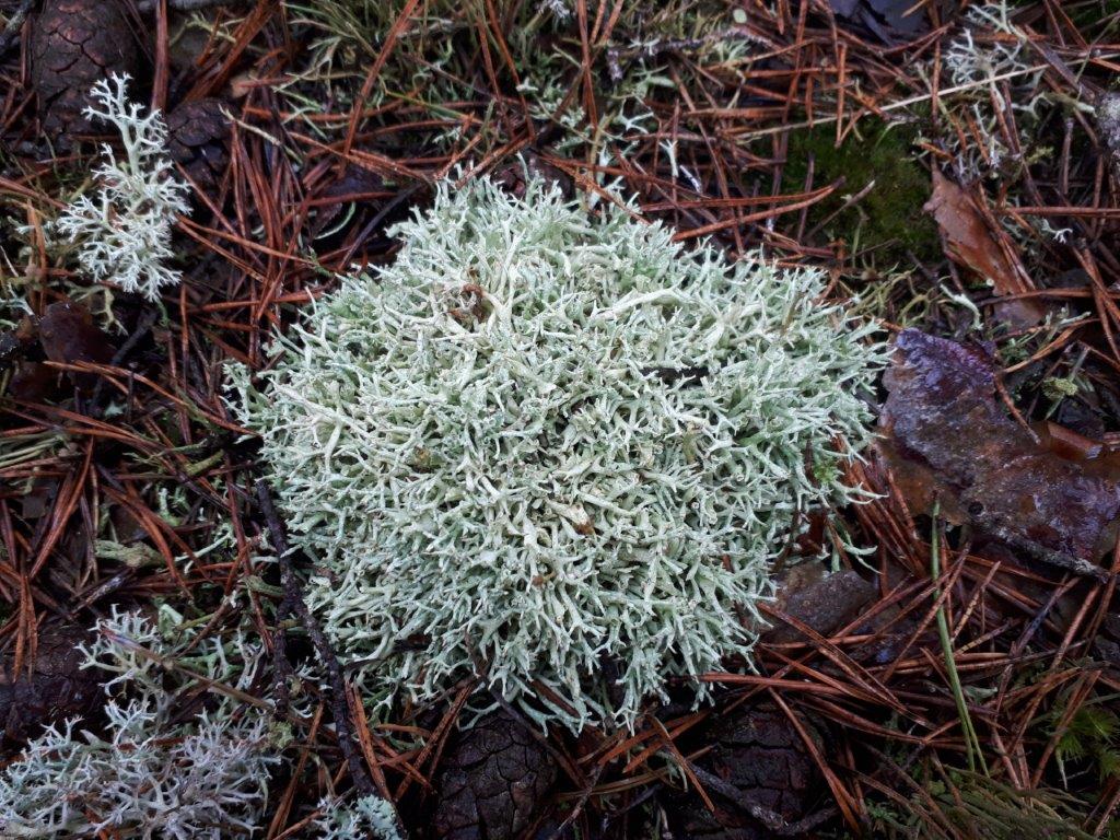 Kiefern Flechte am Waldboden