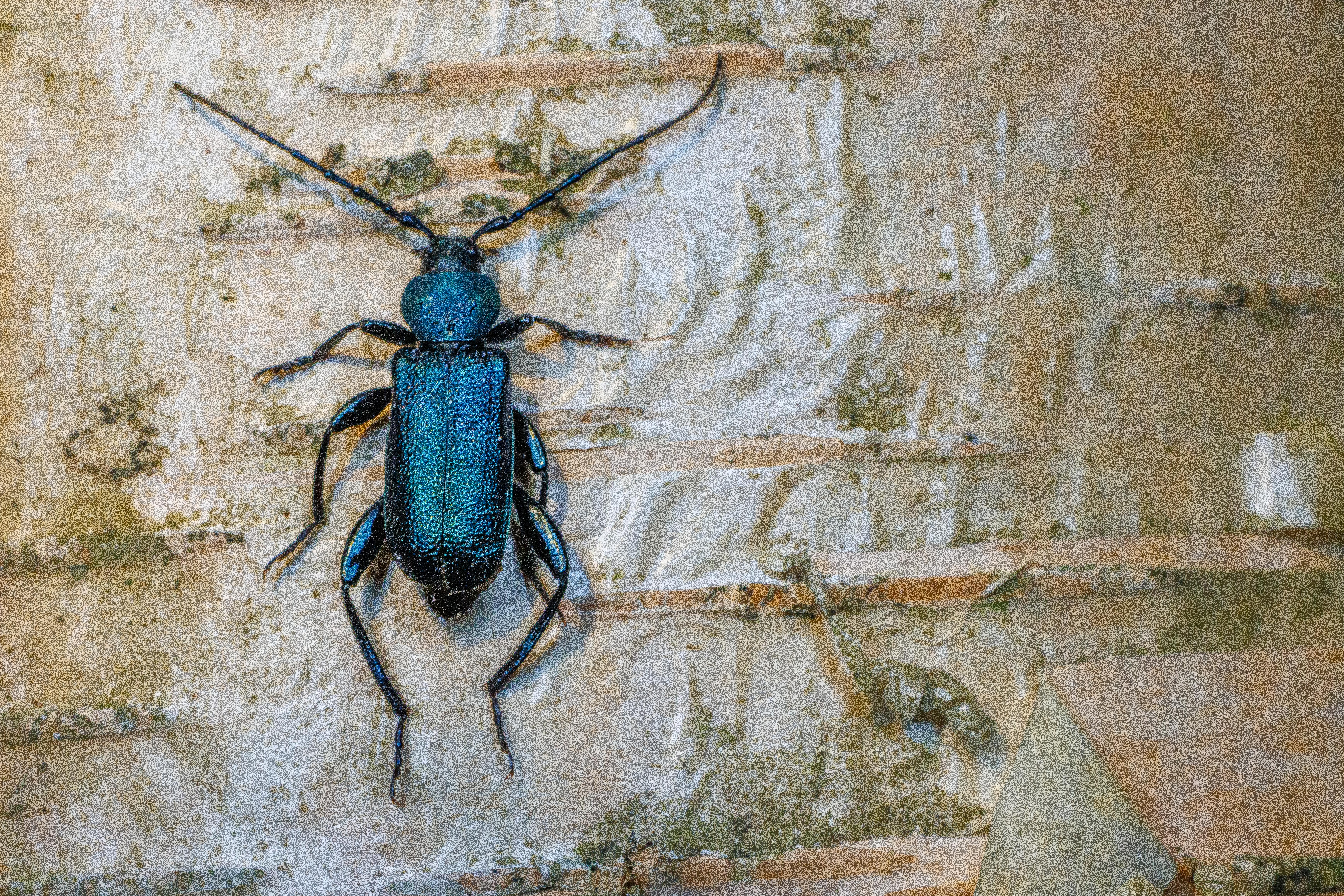 Ein Käfer auf einem Baum