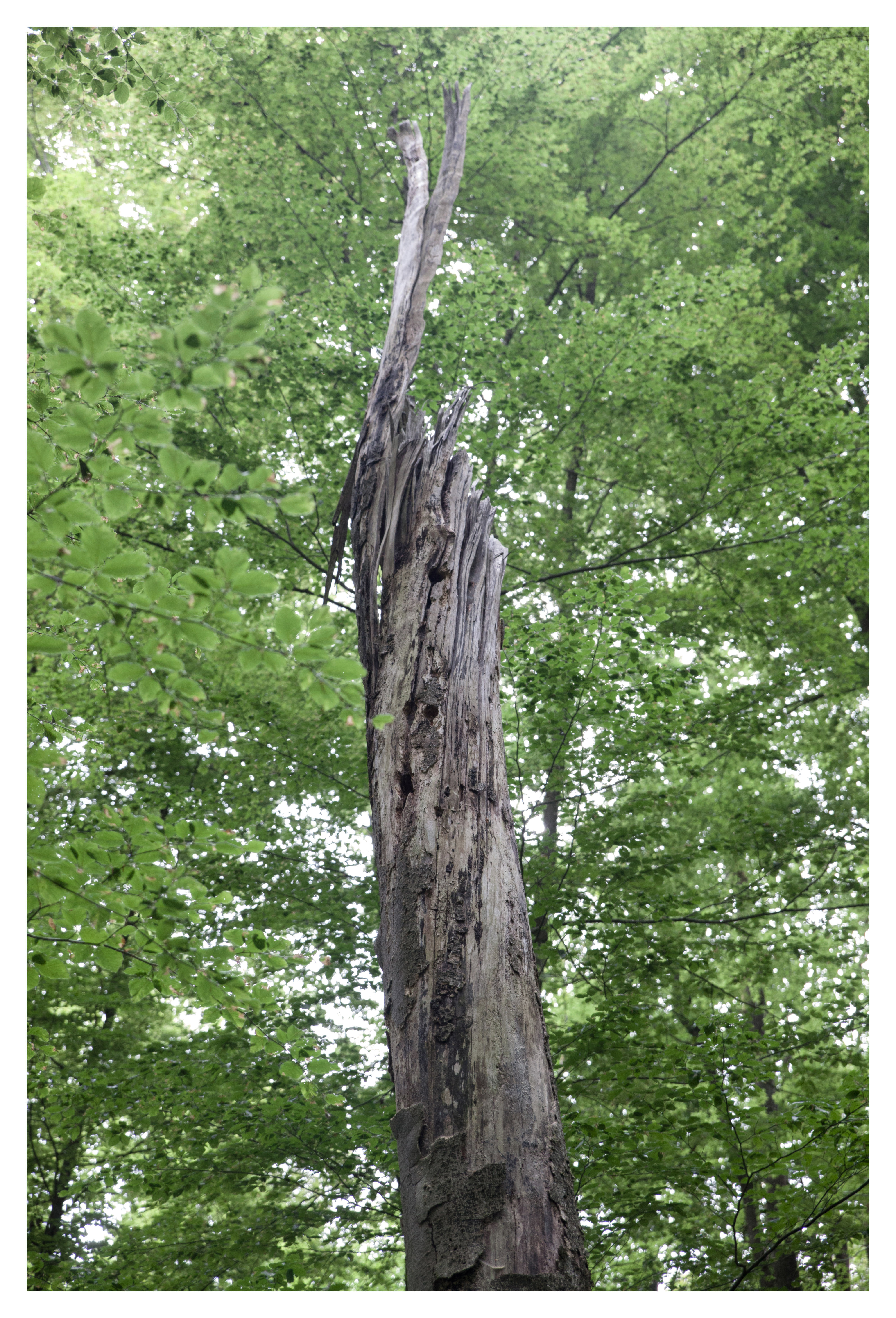 Totholz Baumstamm in einem Wald