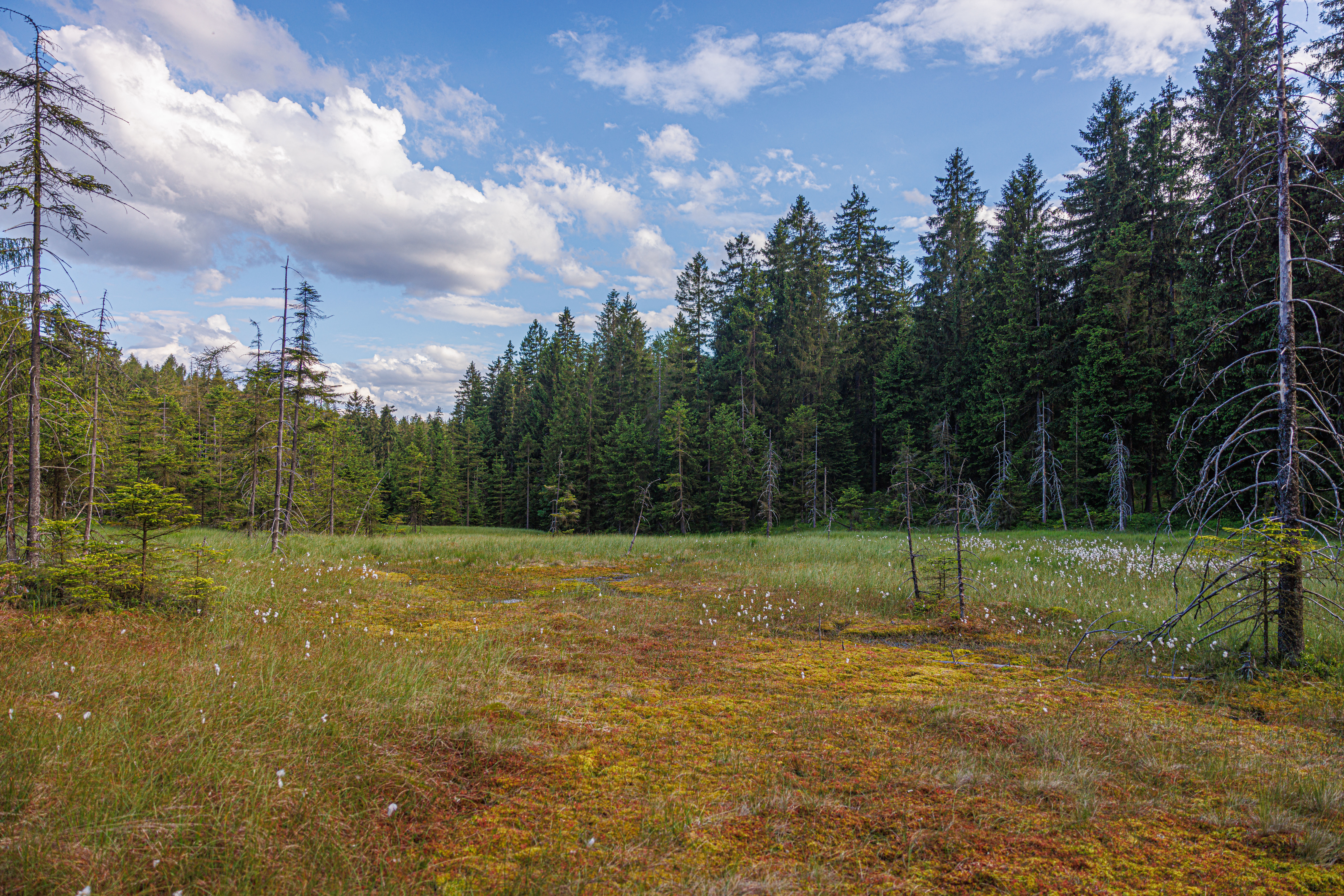 Ein Moorgebiet im Bayerischen Staatswald