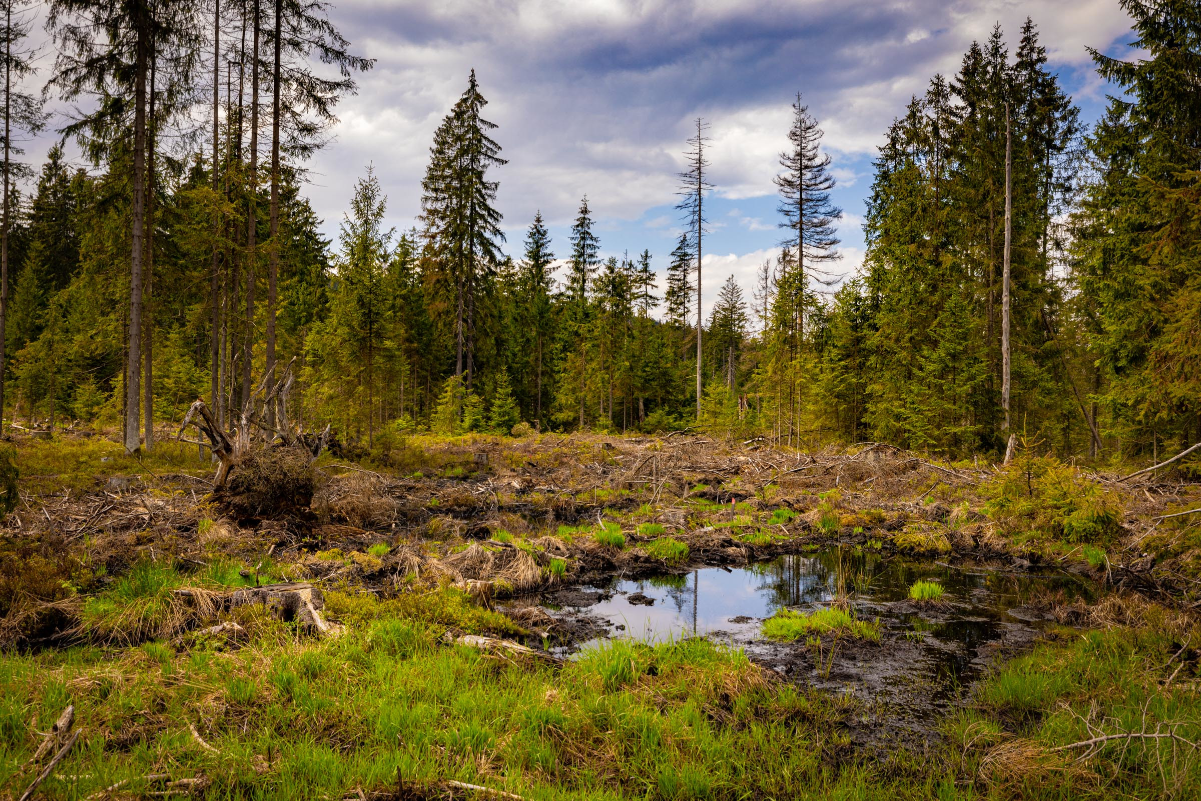 Moorgebiet in einem Wald