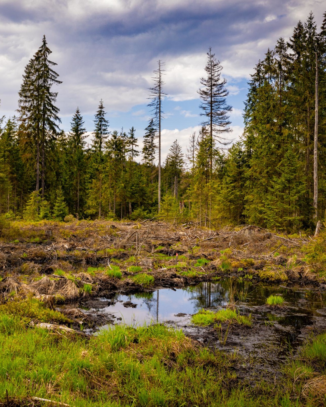 Moorgewässer in einem Wald