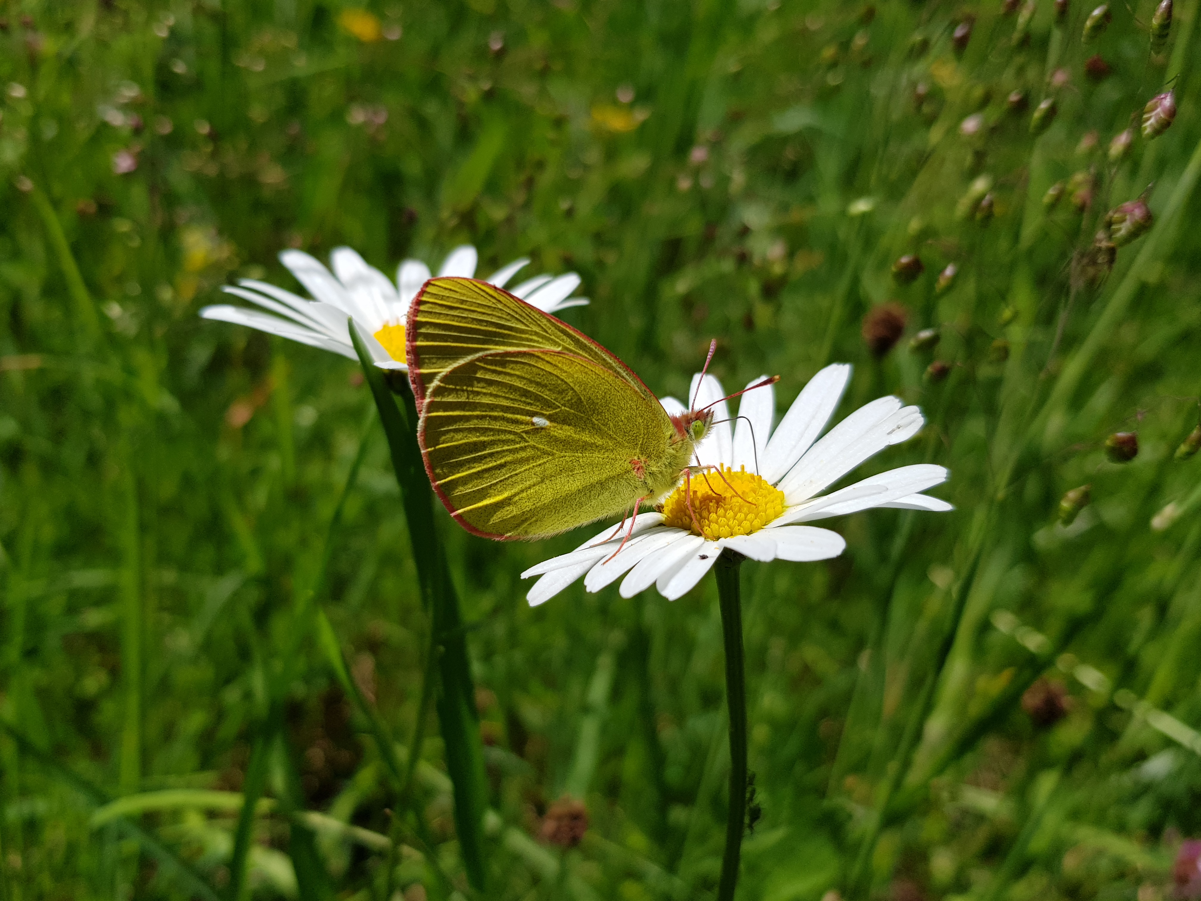 Hochmoorgelbling auf einer Blume