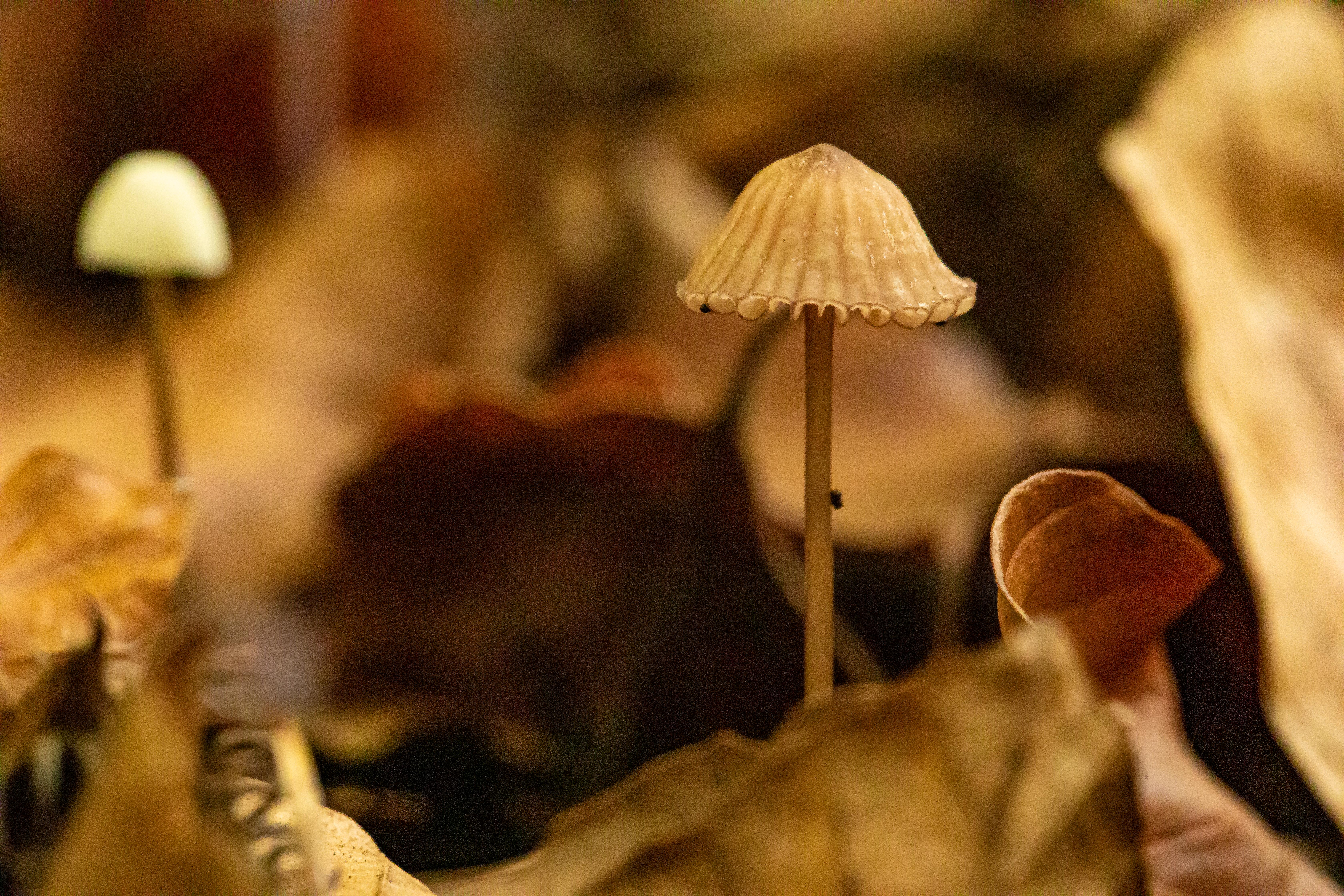 Pilze auf einem Waldboden