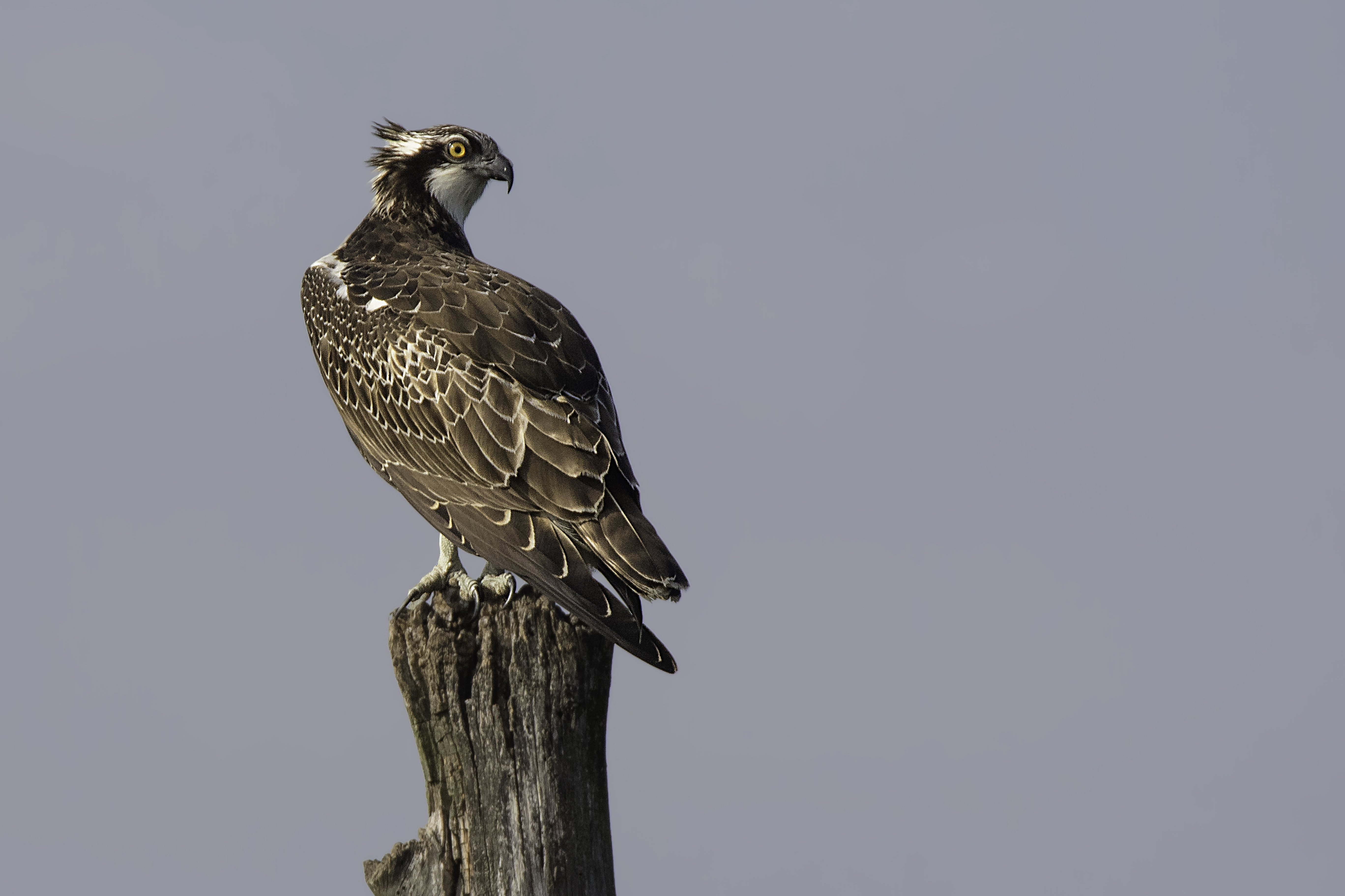 Fischadler auf einem Ast
