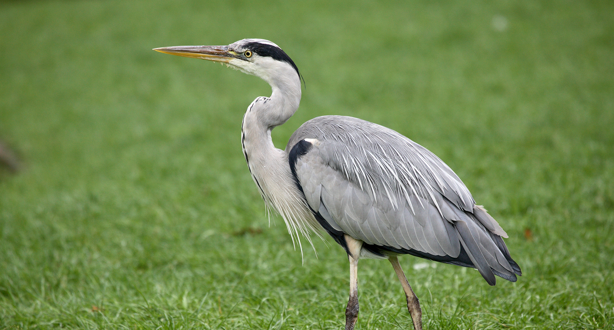 Graureiher auf der Wiese